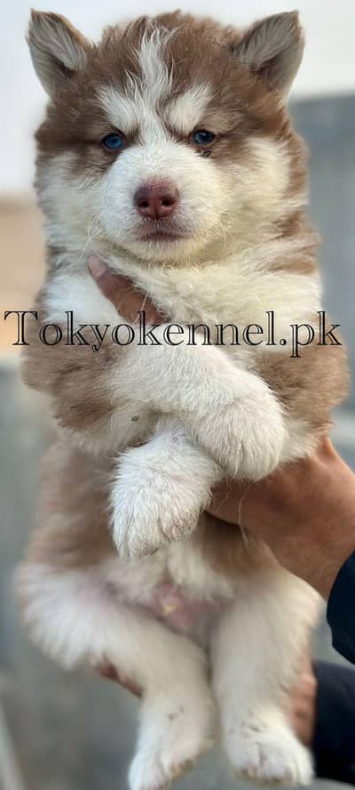 Siberian husky long coated pedigree