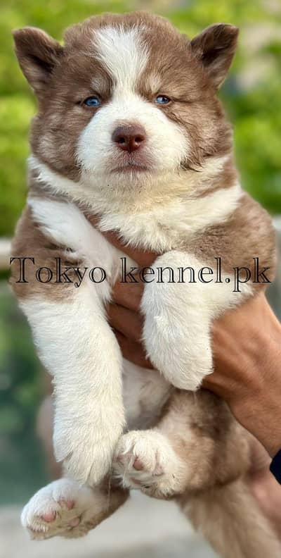 Siberian husky long coated pedigree