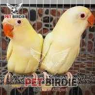 Creemoino breeder pair