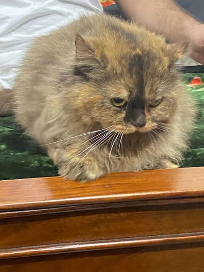 PERSIAN CAT FEMALE