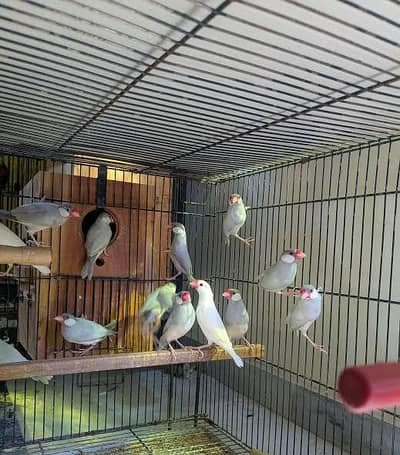 silver java breeder pair & Albino red eye Dna male ring bird