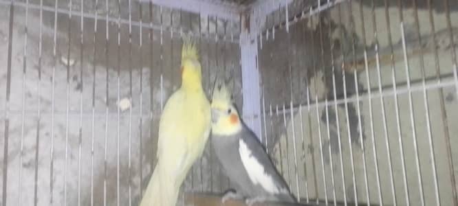 best cacktail discount ho jahia ga cash on delivery  WhatsApp pi rapta