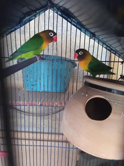 Black Mask Yellow chest