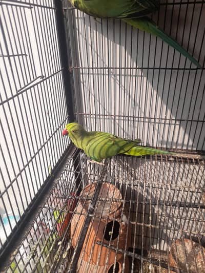  Green Parrot (Female) for Sale 