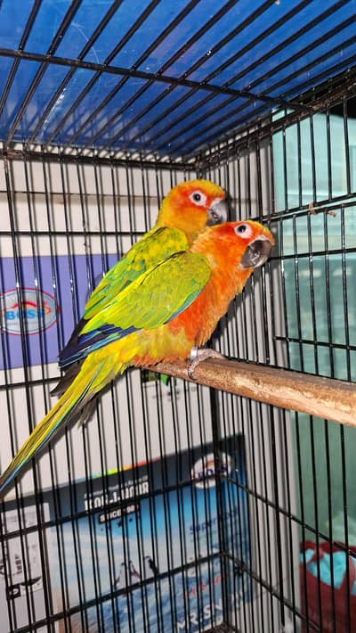 SUN CONURE MALE WITH DNA