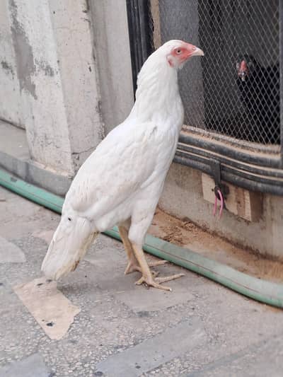 Out Standing Heera Aseel for Sale.