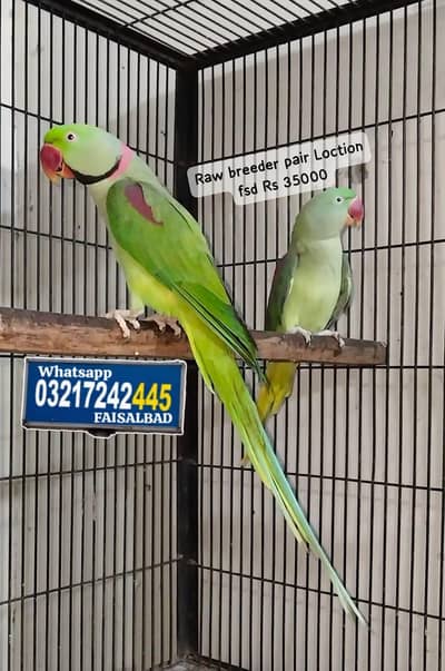 Raw breeder and talking pair