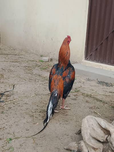 Aseel murgha for sale