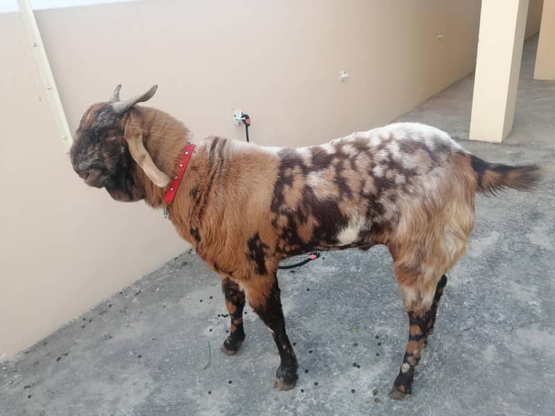 bakra 1
