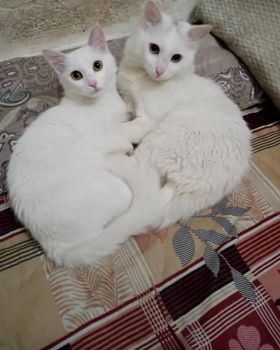 Persian Cat Pair with Rare Jet Black Kitten | 12 Months | Vaccinated")