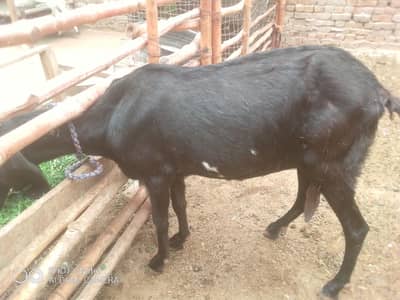 Desi bakri for sale 2 bakry or ek bakri.