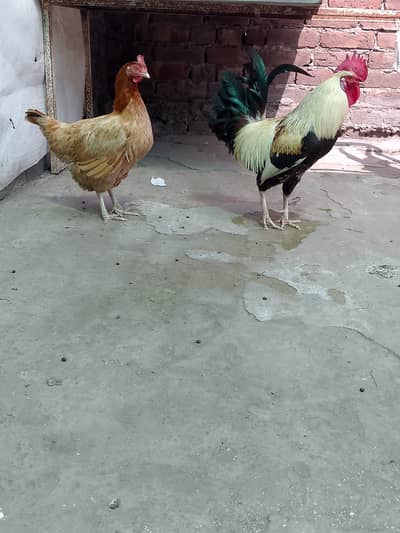 Full healthy Active only whatapps 03084150296