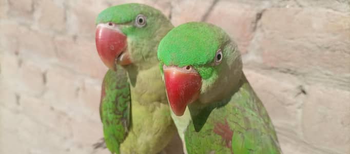 Raw parrot | green parrot | raw parrot pair for sale