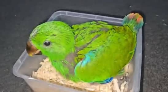 jumbo size Grand Electus baby /03152248124