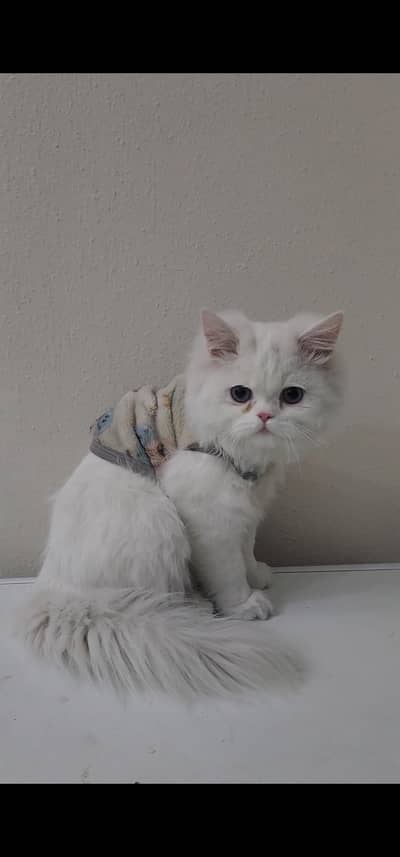 Triple Coat Persian
