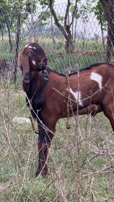 qurbani ka bakra for sale