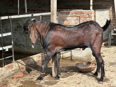 Beetal Nagra Breeder Bakra Heavy Full points me