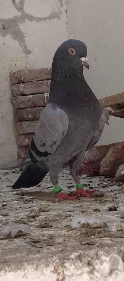 mall Road lahore RS 1000 per pice