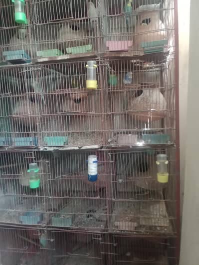 Cage's 12 portion  03483128636