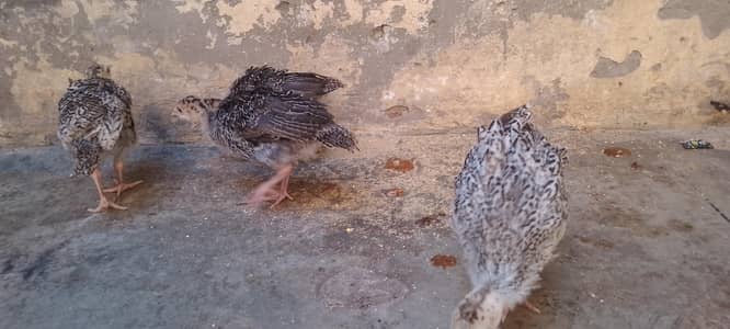 4 Chiks Turkeys For Sale 0304-47-45-459 video b mil jaya gi.