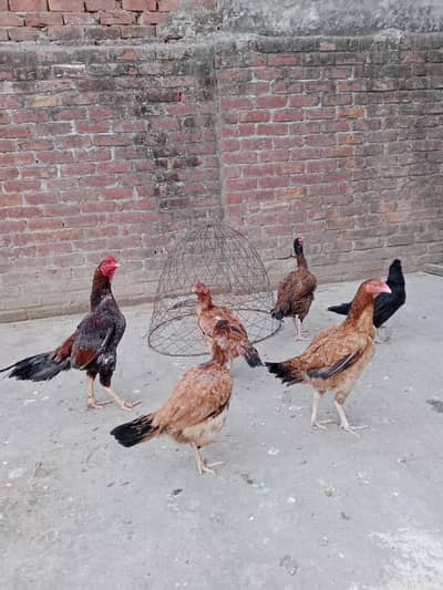 healthy and active good quality 5 female and 1 male