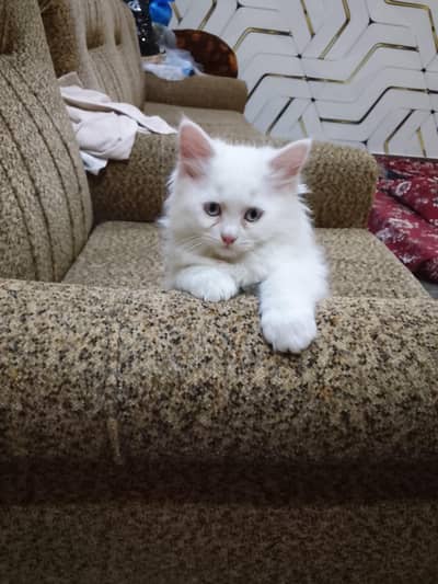 healthy and playfull cat