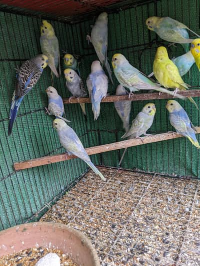 Common budgies & Rainbow &  working peices available for sale 