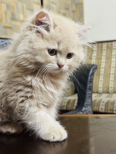 Beautiful baby Parisian cat