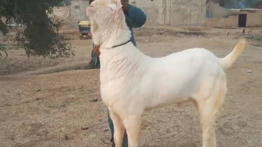 Bakra for Sale Top Quality Heavy Weight - Call Me 03460423873