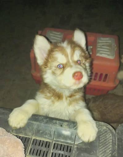 suberian husky puppies / suberian husky dog / dog for sale