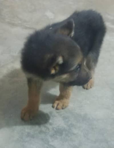 German shepherd puppies available