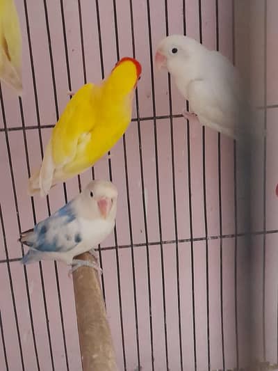 Birds for sale kumharanwala post office multan