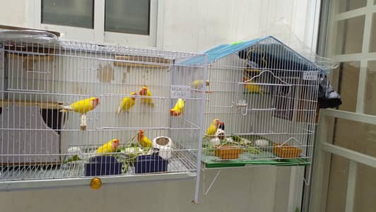 Yellow Albino Red Eye Breeder