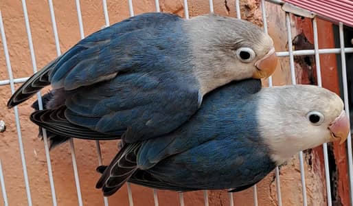 Violet (Split Parblue) pair. Age:5 months. Price (2500). 03116130712