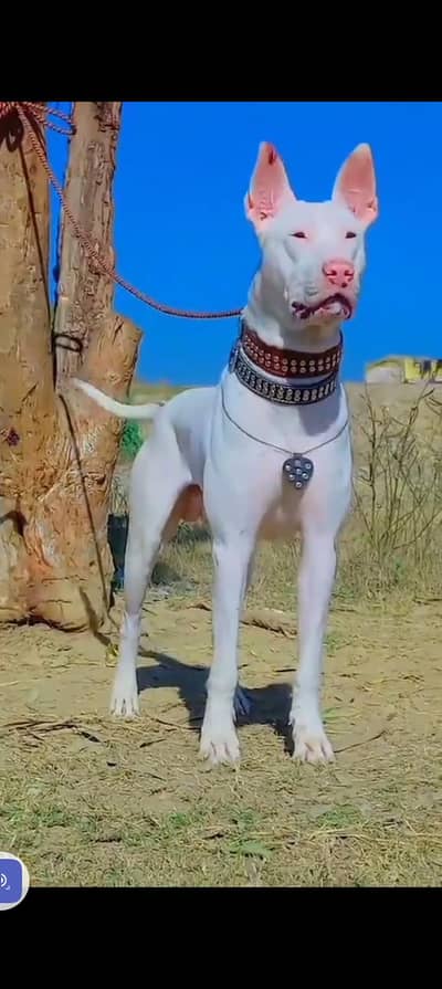 kohati gultair 9 month for sale