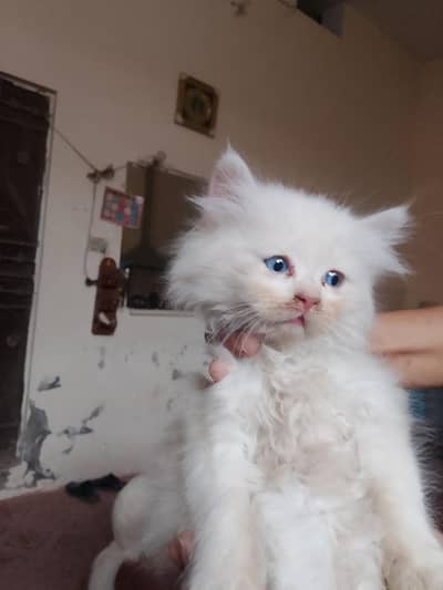 Persian Baby cats
