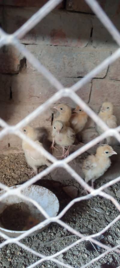 aseel chicks
