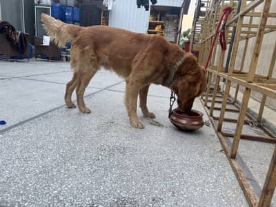 Golden Retriever Pedigree Male – Healthy & Active