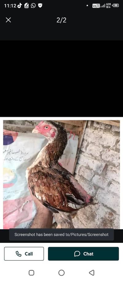 High quality Aseel murgi for sale