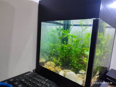 Planted Aquarium with Shrimp Setup