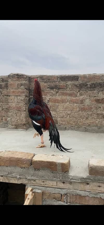 Pakistani Beautiful Aseel best for breeding