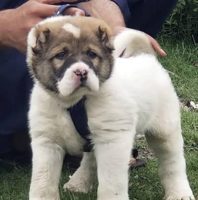 Alabai puppy / Alabai Dog / puppy | king Alabai security dog for sale
