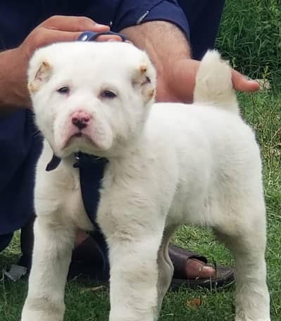 Alabai puppy / Alabai Dog / puppy | king Alabai security dog for sale