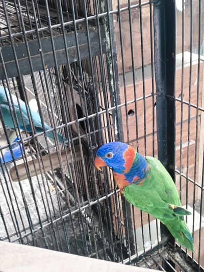 lorry red color breed female with neat ND clean