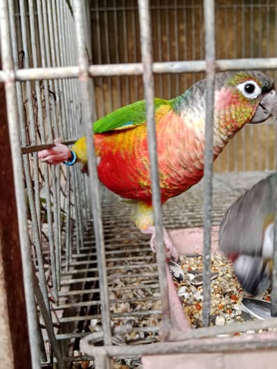 green chick conure breeder pair high red Factor