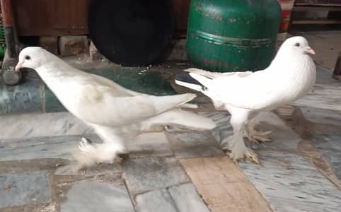 POUTER  PIGEON PAIR