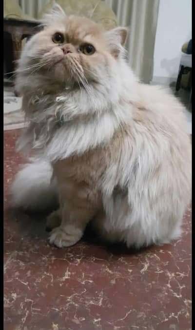 triple coted ful traid male cat  03125718522 whatap