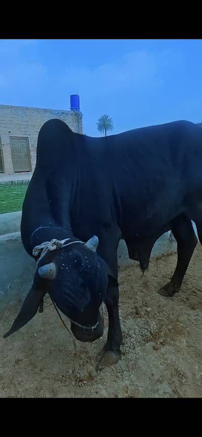 I need a marketing person who can sell my live stock and get comissio