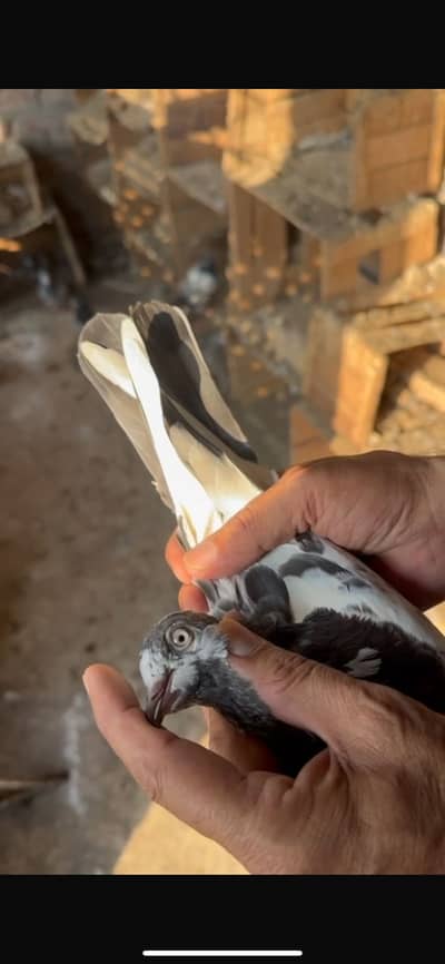 Teddy ferozpuri breeder pairs