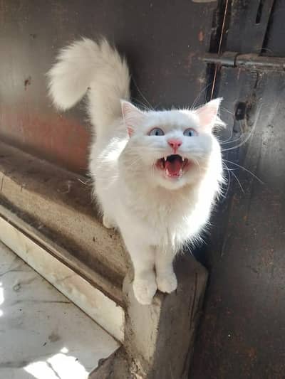 breeder male for sale